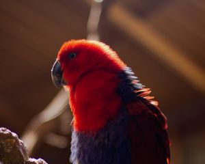 Preview wallpaper parrot, bird, red, blur, plumage