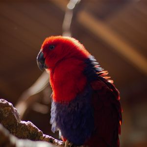 Preview wallpaper parrot, bird, red, blur, plumage
