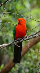 Preview wallpaper parrot, bird, red, branch