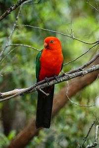 Preview wallpaper parrot, bird, red, branch