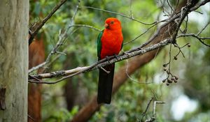 Preview wallpaper parrot, bird, red, branch