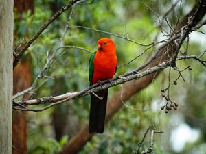 Preview wallpaper parrot, bird, red, branch