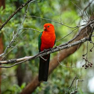 Preview wallpaper parrot, bird, red, branch