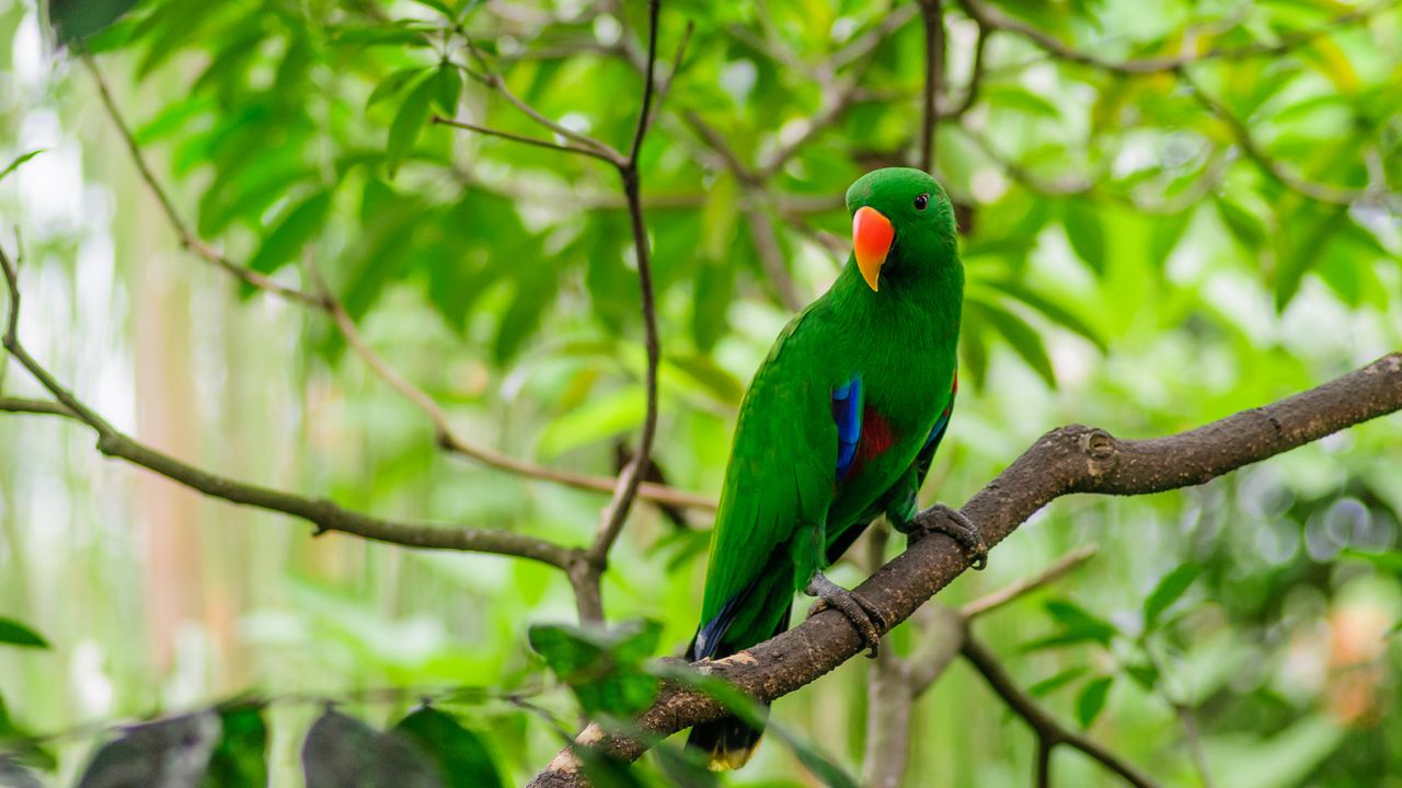 Wallpaper parrot, bird, tree, branch