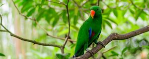 Preview wallpaper parrot, bird, tree, branch