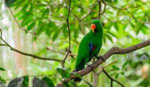 Preview wallpaper parrot, bird, tree, branch