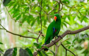 Preview wallpaper parrot, bird, tree, branch