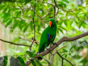 Preview wallpaper parrot, bird, tree, branch