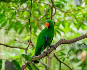 Preview wallpaper parrot, bird, tree, branch