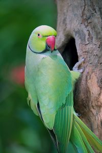 Preview wallpaper parrot, bird, tree, green