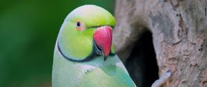 Preview wallpaper parrot, bird, tree, green