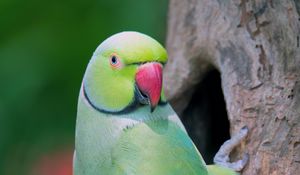 Preview wallpaper parrot, bird, tree, green