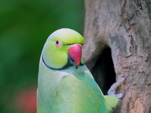 Preview wallpaper parrot, bird, tree, green