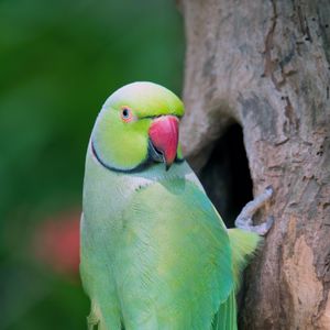 Preview wallpaper parrot, bird, tree, green