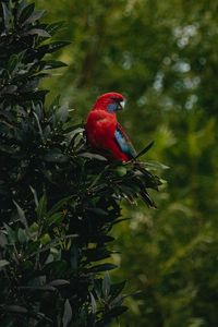 Preview wallpaper parrot, bird, tree, leaves