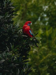 Preview wallpaper parrot, bird, tree, leaves