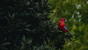 Preview wallpaper parrot, bird, tree, leaves