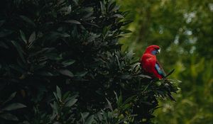 Preview wallpaper parrot, bird, tree, leaves