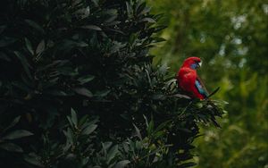 Preview wallpaper parrot, bird, tree, leaves