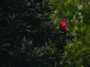 Preview wallpaper parrot, bird, tree, leaves