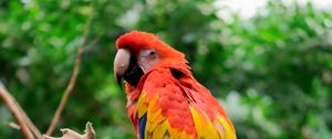 Preview wallpaper parrot, bird, tree, branches, leaves