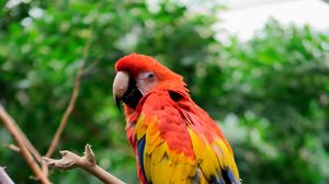 Preview wallpaper parrot, bird, tree, branches, leaves