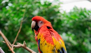 Preview wallpaper parrot, bird, tree, branches, leaves