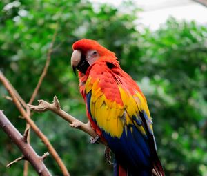 Preview wallpaper parrot, bird, tree, branches, leaves