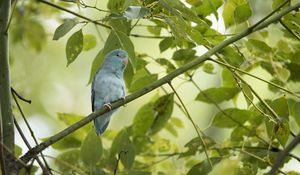 Preview wallpaper parrot, bird, tree, branches