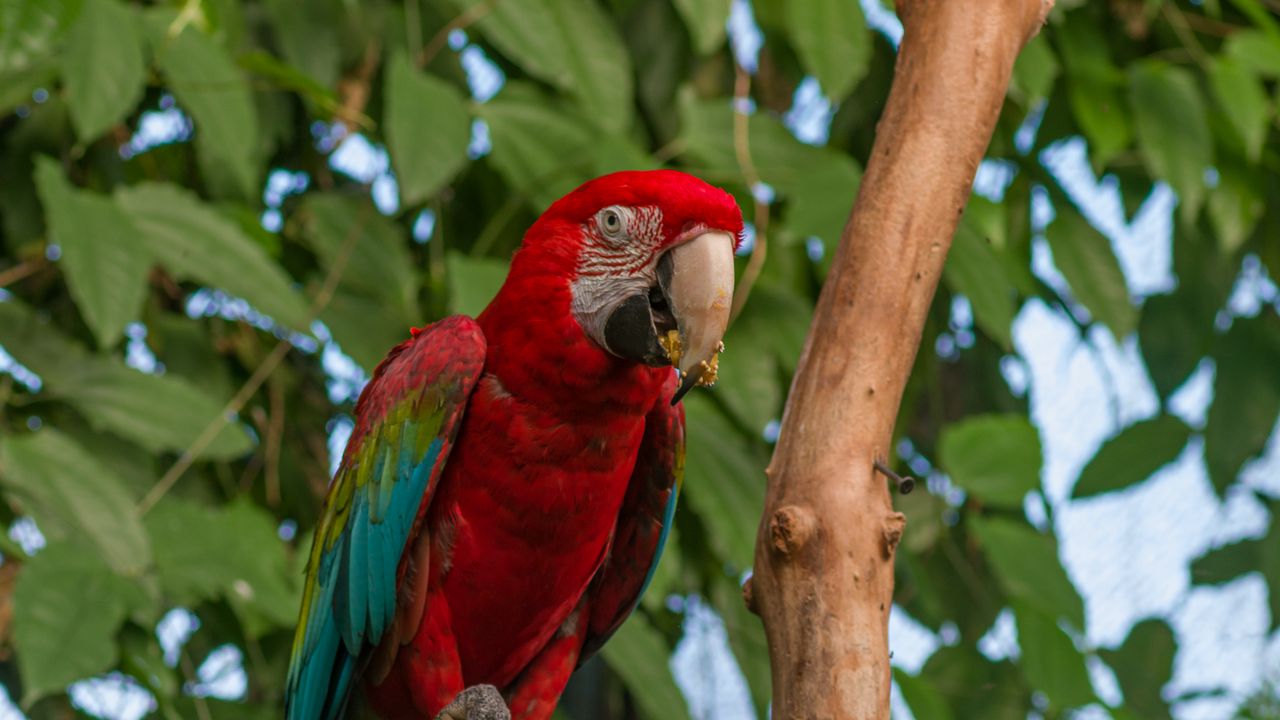 Wallpaper parrot, bird, tree, branches, leaves, bright