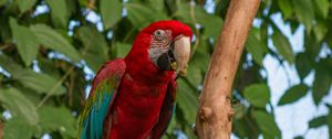 Preview wallpaper parrot, bird, tree, branches, leaves, bright