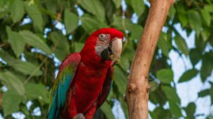 Preview wallpaper parrot, bird, tree, branches, leaves, bright