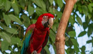 Preview wallpaper parrot, bird, tree, branches, leaves, bright