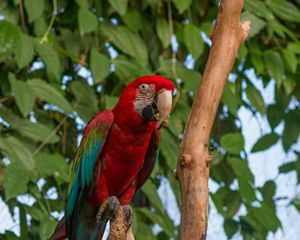 Preview wallpaper parrot, bird, tree, branches, leaves, bright