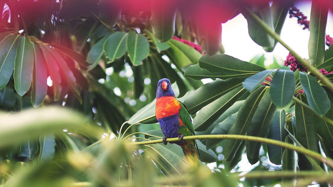 Wallpaper parrot, bird, tropics