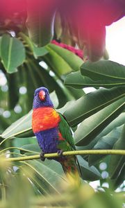 Preview wallpaper parrot, bird, tropics