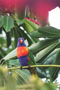 Preview wallpaper parrot, bird, tropics