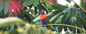 Preview wallpaper parrot, bird, tropics