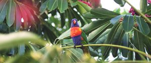 Preview wallpaper parrot, bird, tropics