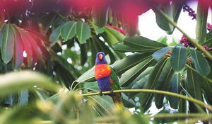 Preview wallpaper parrot, bird, tropics