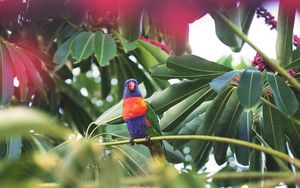 Preview wallpaper parrot, bird, tropics