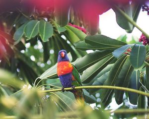 Preview wallpaper parrot, bird, tropics