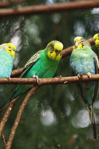 Preview wallpaper parrot, bird, twig, twigs