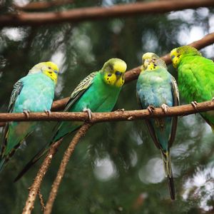 Preview wallpaper parrot, bird, twig, twigs