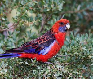 Preview wallpaper parrot, birds, branches, leaves