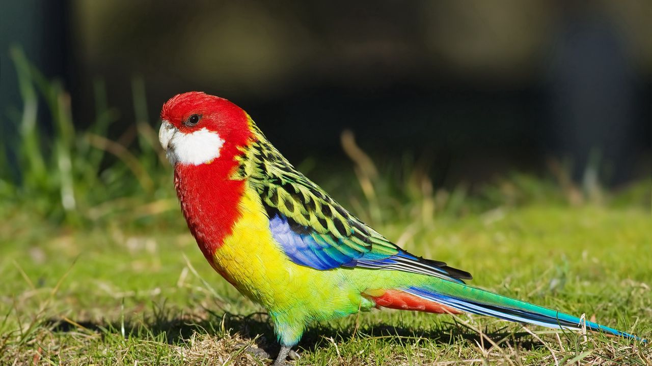 Wallpaper parrot, birds, colorful, tail