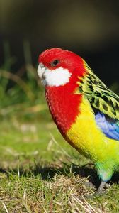 Preview wallpaper parrot, birds, colorful, tail