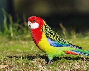 Preview wallpaper parrot, birds, colorful, tail