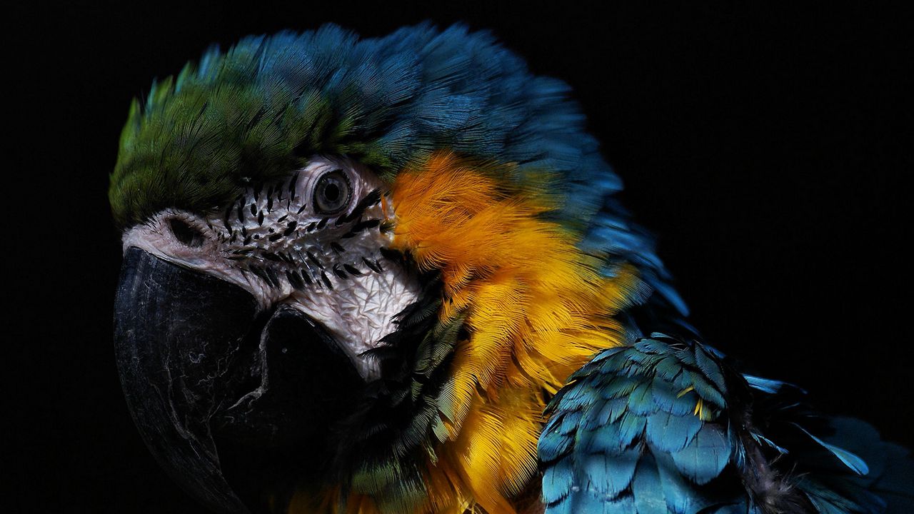Wallpaper parrot, birds, feathers