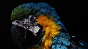 Preview wallpaper parrot, birds, feathers